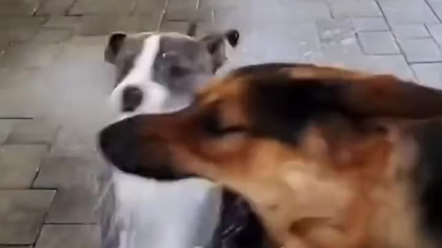 Cute pets, happy moments every day