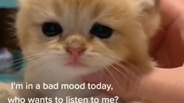 Funny Cats - Cute Cats - Funny Cat .#funny cats#Cute Cats