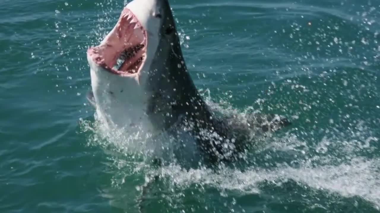 Dangerous Animals