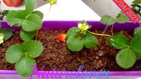 Croissance du fraise 3#