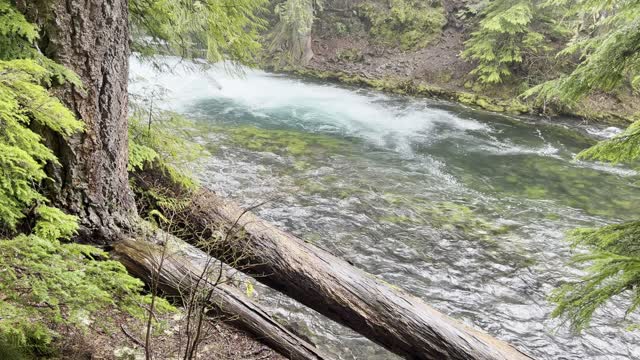 Climbing Up Old Growth Forest Beside McKenzie River – Sahalie Falls & Koosah Falls Loop – 4K