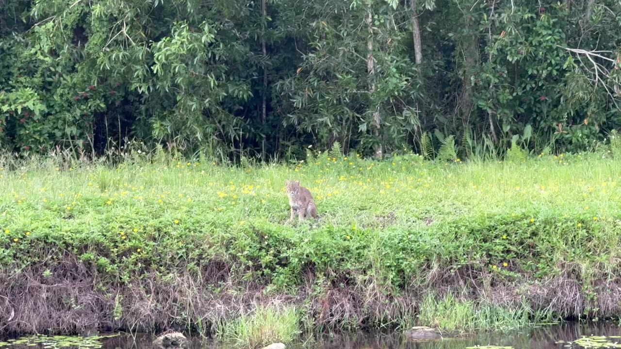 I saw a bobcat in the Everglades on my afternoon bike ride