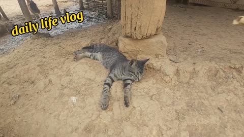 cat's daily life usually sleep on the ground | daily life vlog