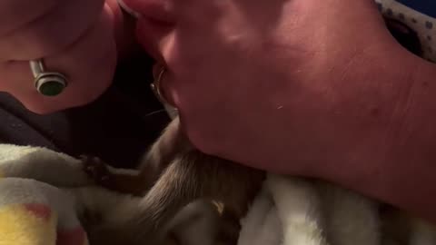 Bottle-Feeding a Baby Raccoon