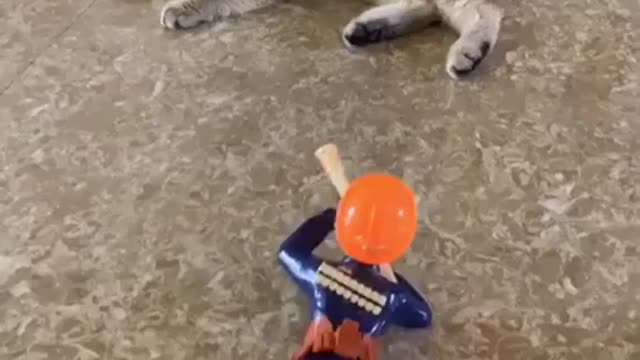 Cat Play With Toys