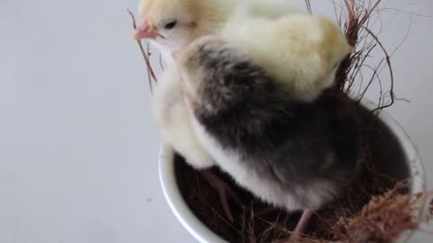 baby chicken