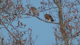 Red Shouldered Hawk pair