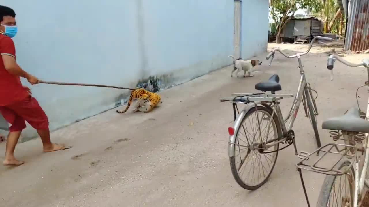 Wow Nice Prank! Fake Tiger Prank Dog Run So Funny Action!!!!!!