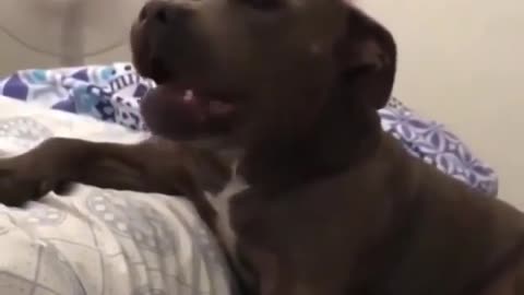 Massive pitbull says I love you
