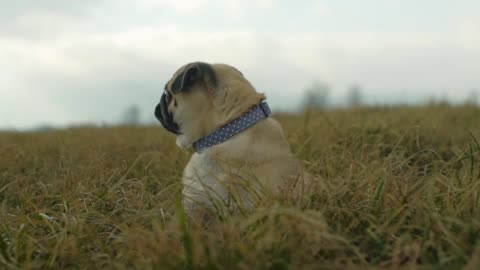 A Pet Pug Resting On Grass Field