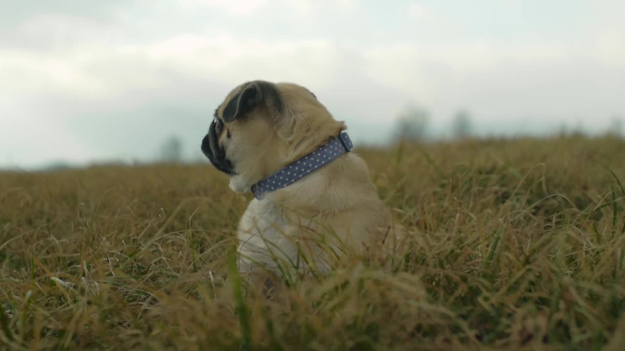 A Pet Pug Resting On Grass Field