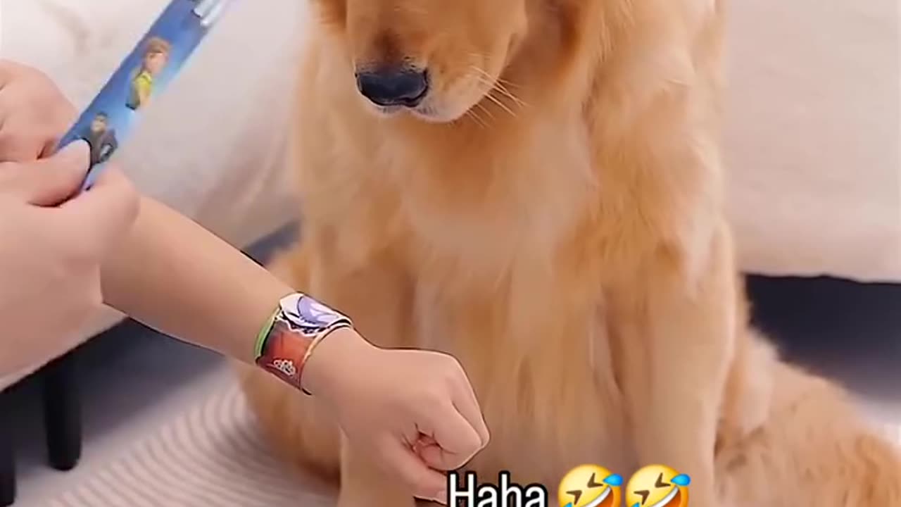 Golden Retriever Funny Moment Her Owner 🤣😂