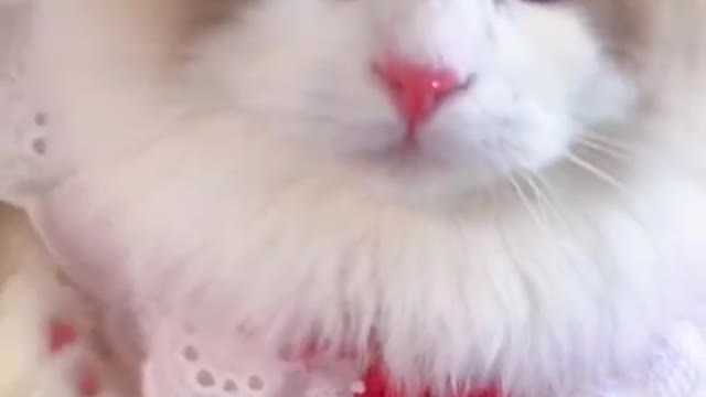 Cutest Cats <3 <3