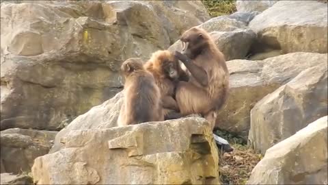 Monkeys Picking Lice on a Rock