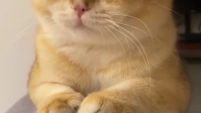 Cats are always Cute and Funny