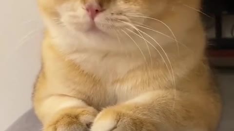 Cats are always Cute and Funny