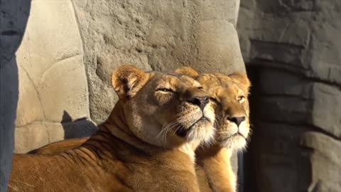 Beautiful lions sunbathing