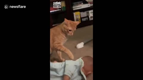 Family tries to get cat accustomed to newborn baby