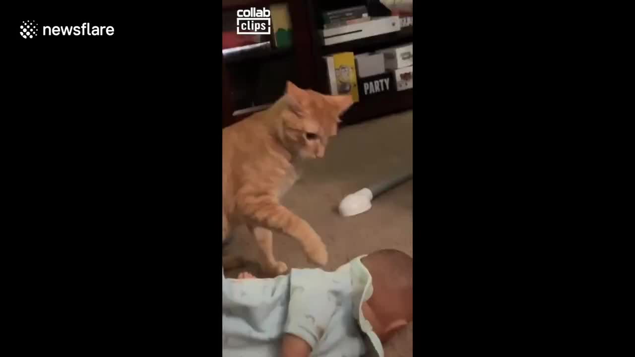 Family tries to get cat accustomed to newborn baby