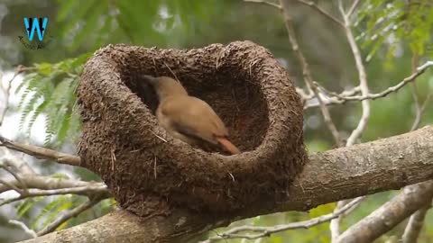 Bird's nest