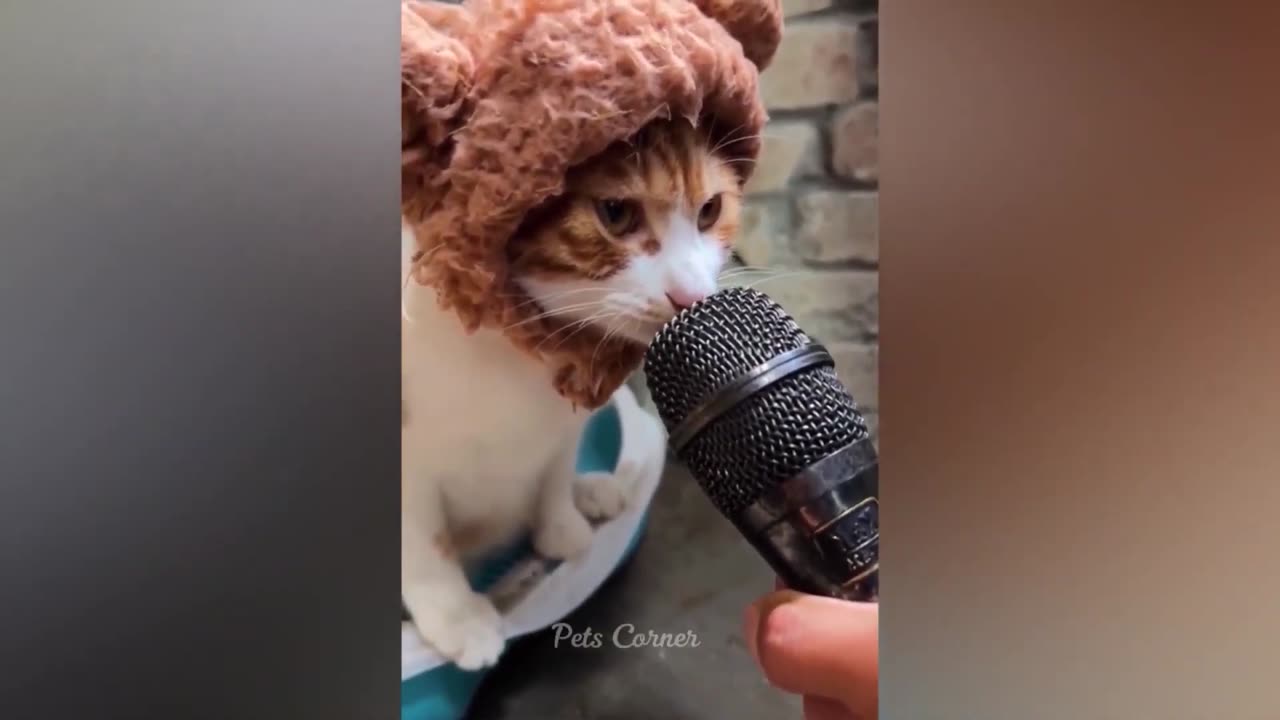 Funny Animal Videos 🥰 - Funniest Dogs and Cats Videos 😁