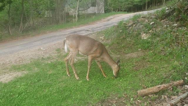 Deer Grazing