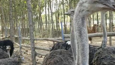 An ostrich