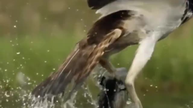 eagle attack fish