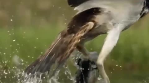 eagle attack fish