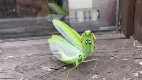 Mantis Fighting Stance