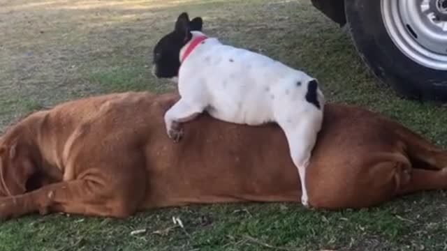 French Bulldog plays on back of huge French Mastiff