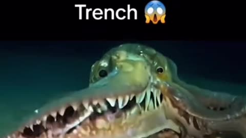 New creatures discovered in the Mariana Trench