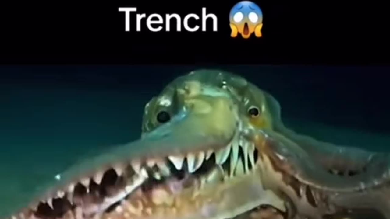 New creatures discovered in the Mariana Trench