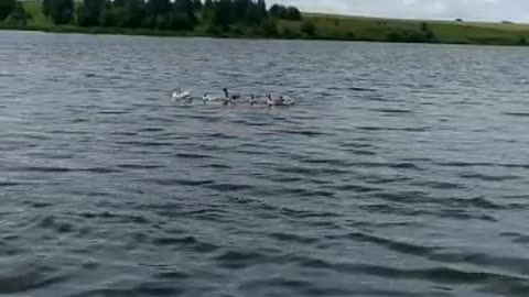Ducks swim on the river
