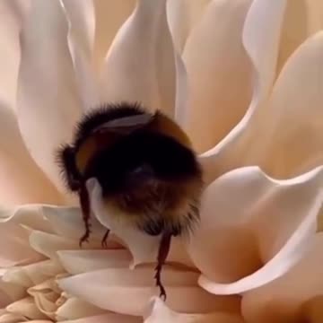 Bee turns a flower into a bed