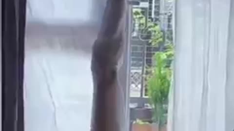 Funny Animals Video
