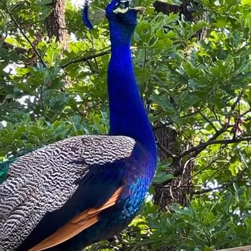 Animal peacock nice animal