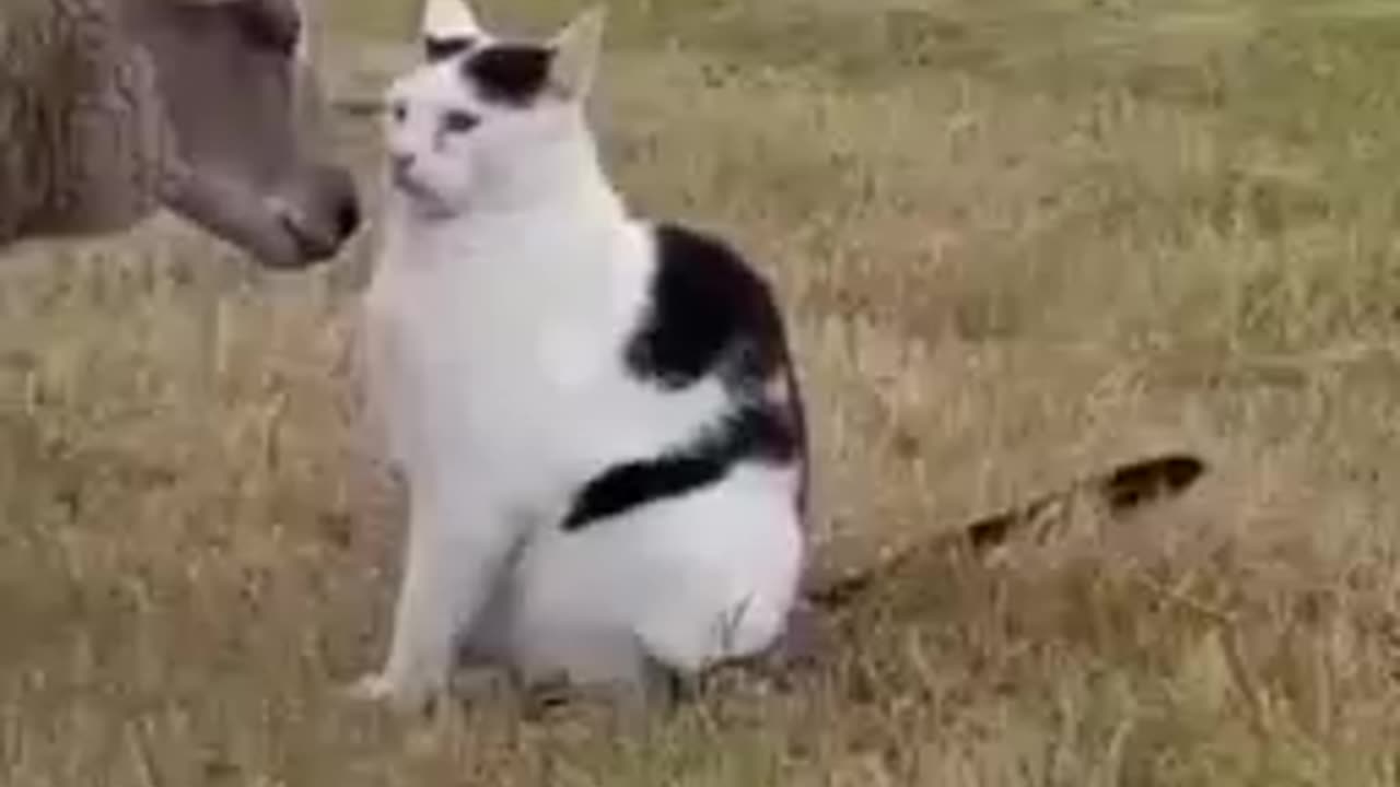 Funny animal videos #funnycat