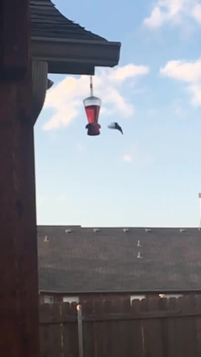 Hummingbird Close-up #shorts