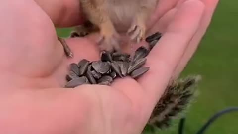 Chipmunk therapy