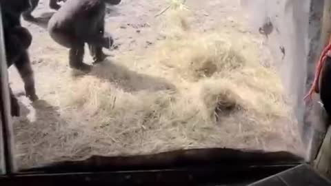 Funny a group of gorillas with snake(Cute Video)