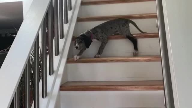 Stairs are Scary For the Puppy