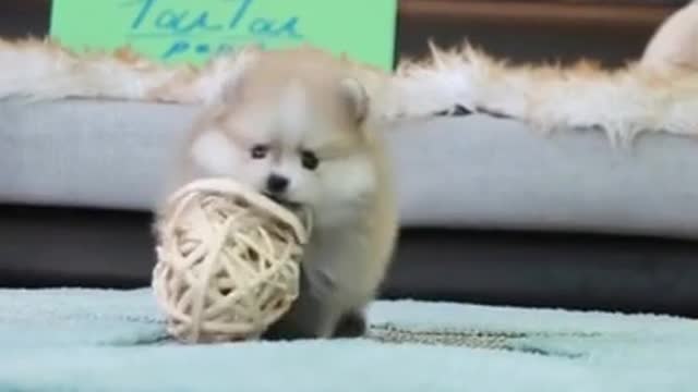 Cute and adorable dog play ball in his room funny video