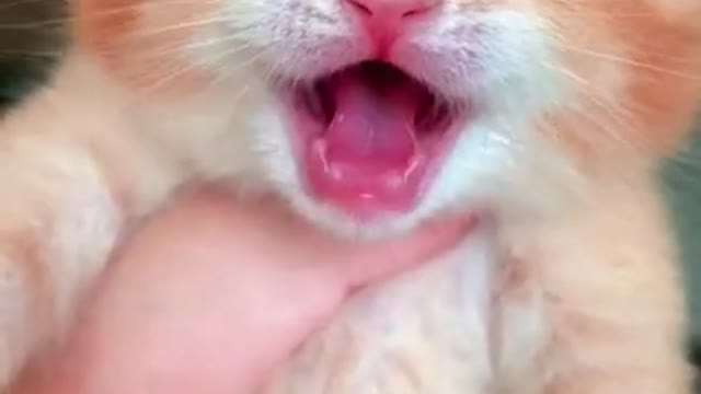 Cat Videos|Animal Videos|Animal Song|Animal Dance|Animal Sound| Animal Funny Videos| #Shorts