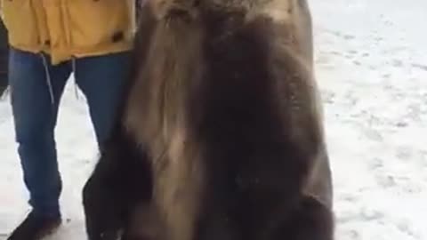 A lovely bear