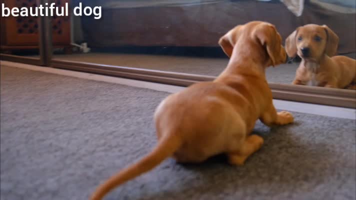 Golden Retriever Puppy Fights His Mirror Reflection