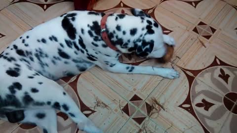 This dog trying to peel coconut