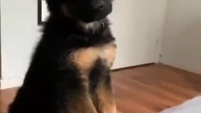 CUTE DOG IS SHOUTING WHEN NO ONE IS IN THE HOUSE