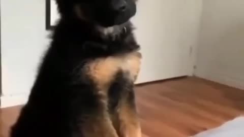 CUTE DOG IS SHOUTING WHEN NO ONE IS IN THE HOUSE