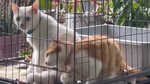 Funny animal videos 2024